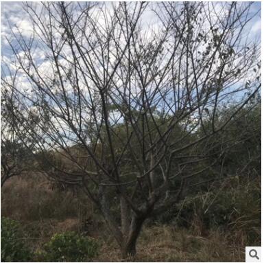 基地直销 红梅 绿梅 嫁接原生骨里红花灌木 园林绿化工程图2