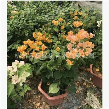 三角梅 多色 四季开花基地直销图3