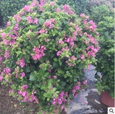 三角梅 多色 四季开花基地直销图2