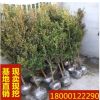 独杆黄杨苗 小叶黄杨树苗盆栽瓜子黄杨苗 高杆黄杨量大优惠