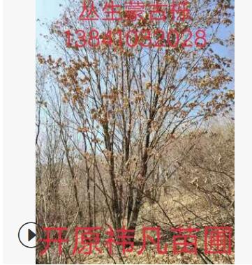 长期出售丛生蒙古栎 精品蒙古栎 蒙古栎价格 单杆蒙古栎树图3