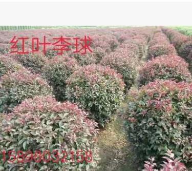 辽宁精品红叶李球 红叶李绿篱苗 红叶李营养杯苗 红叶李小苗图3