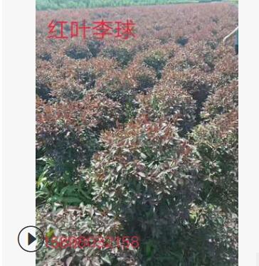 辽宁精品红叶李球 红叶李绿篱苗 红叶李营养杯苗 红叶李小苗图2