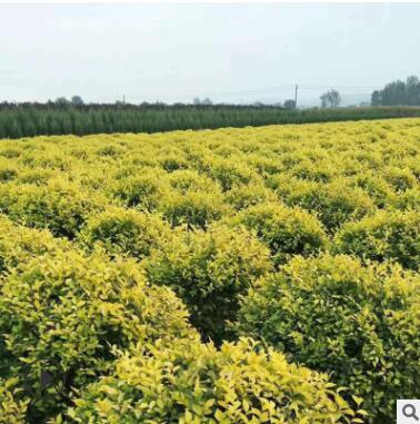 圃地现苗地接金叶榆球 金叶榆杆球 树形好价格低规格齐全长期批发图3