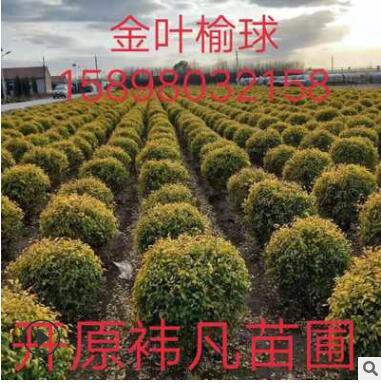 圃地现苗地接金叶榆球 金叶榆杆球 树形好价格低规格齐全长期批发图2