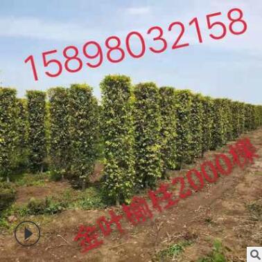 产地直销 单杆金叶榆 金叶榆造型树 树形优美 小区绿化图3