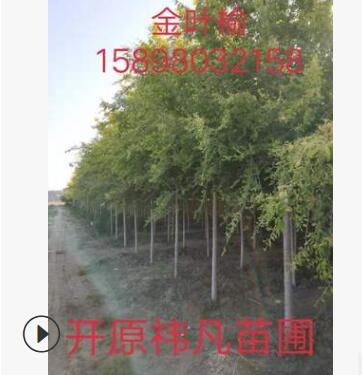 产地直销 单杆金叶榆 金叶榆造型树 树形优美 小区绿化图2