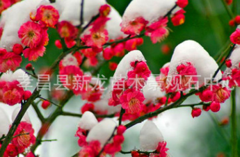 红梅树 红梅树苗 冬季开花 花香四溢 造型古朴