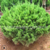 工程绿化苗龙柏苗 龙柏球基地直销 四季常青 园林道路绿化龙柏球