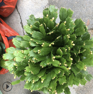 供应室内花卉多肉植物盆栽 青青花卉种植基地批发多品种蟹爪兰