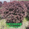 基地销售：彩叶树球《红叶李球》 规格齐全 价格优惠 欢迎选购