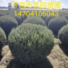 促销：精品《桧柏球》 规格齐全 树形优美 价格优惠 常年批发