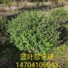 基地直销：精品树球《蓝叶忍冬球》树形优美 批发蓝叶忍冬绿篱苗