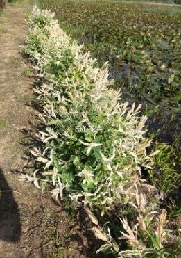 花叶杞柳 树苗基地直销 彩叶树种 观叶植物 苗圃批发 价格实惠图3