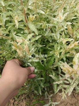 花叶杞柳 树苗基地直销 彩叶树种 观叶植物 苗圃批发 价格实惠图2