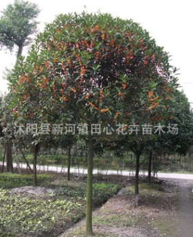 红花丹桂精品树苗、基地直销、保证品种质量、桂花品种图1