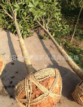 红花丹桂精品树苗、基地直销、保证品种质量、桂花品种图2