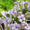 发紫白粉蓝丁香花苗 庭院/盆栽 可开花植物丁香花树苗 浓香花卉