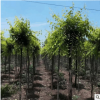 基地直销金叶榆 新品金叶榆多种规格南北方种植量大从优 金叶榆