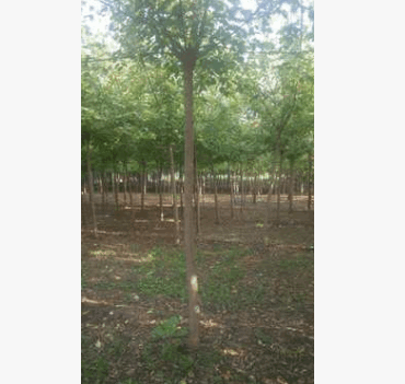苗木培育基地可用于工程绿化百亩良田各种树应有尽有