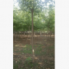 苗木培育基地可用于工程绿化百亩良田各种树应有尽有