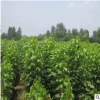 基地楸树苗批发 好存活 楸树价格 种植基地 欢迎实地考察选购