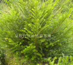 红豆杉绿化树木