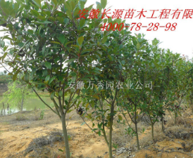 最便宜独杆红叶石楠