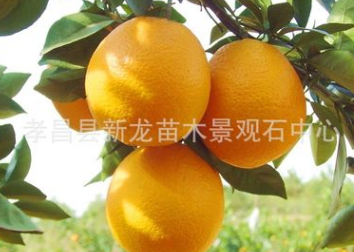 纽荷尔脐橙苗批发 宜昌脐橙 种植果树苗 无病虫害 产量极高