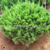 工程绿化苗龙柏苗 龙柏球基地直销 四季常青 园林道路绿化龙柏球