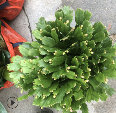 供应室内花卉多肉植物盆栽 青青花卉种植基地批发多品种蟹爪兰