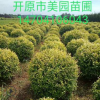 苗圃直销：精品彩叶树球《金叶榆球》规格齐全 价格优惠 大量批发