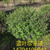 基地直销：精品树球《蓝叶忍冬球》树形优美 批发蓝叶忍冬绿篱苗