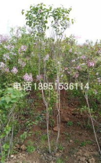 丛生丁香小苗、紫丁香、百结、情客、龙梢子、华北紫丁香，紫丁白图3