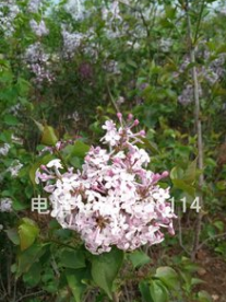 丛生丁香小苗、紫丁香、百结、情客、龙梢子、华北紫丁香，紫丁白图2