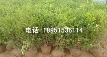 黄杨小树球 瓜子黄杨球 小叶黄杨球 工程 绿化苗木 庭院街道图3