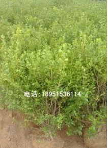 黄杨小树球 瓜子黄杨球 小叶黄杨球 工程 绿化苗木 庭院街道图2