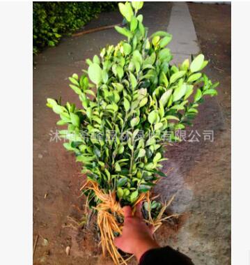 批发大叶黄杨苗 大叶黄杨球 瓜子黄杨 法国冬青篱笆工程绿化苗木图3