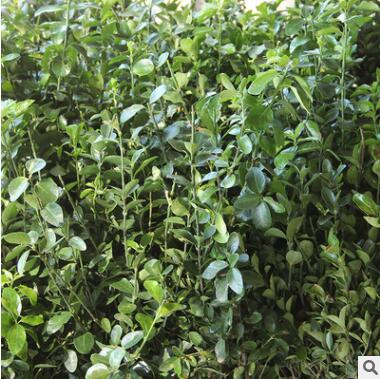 批发大叶黄杨苗 大叶黄杨球 瓜子黄杨 法国冬青篱笆工程绿化苗木图2