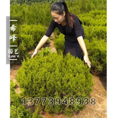 基地批发龙柏球道路观赏植物 规格齐全 绿化工程苗木 龙柏球图2