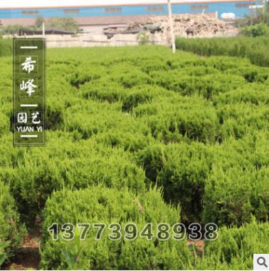 基地批发龙柏球道路观赏植物 规格齐全 绿化工程苗木 龙柏球图3