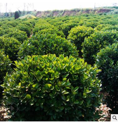 大叶黄杨球 冬青球 常绿灌木球工程绿化苗木规格齐全批发冬青苗图3