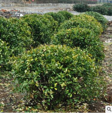 大叶黄杨球 冬青球 常绿灌木球工程绿化苗木规格齐全批发冬青苗图2