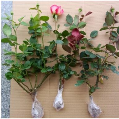 批发盆栽月季花苗多色苗优质平展花品种月季苗 月季类植物图3