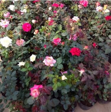 批发盆栽月季花苗多色苗优质平展花品种月季苗 月季类植物图2
