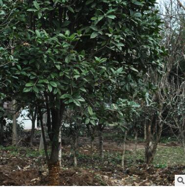 苗圃低价批发桂花树 工程绿化苗木 庭院观花植物 桂花苗图3