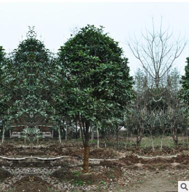 苗圃低价批发桂花树 工程绿化苗木 庭院观花植物 桂花苗