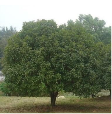 苗圃低价批发桂花树 工程绿化苗木 庭院观花植物 桂花苗图2