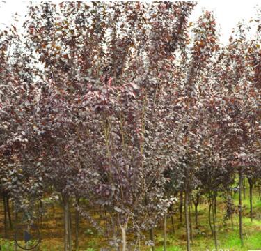 紫叶李批发红叶李树苗紫叶李园林绿化苗木 行道植物 规格齐全图2