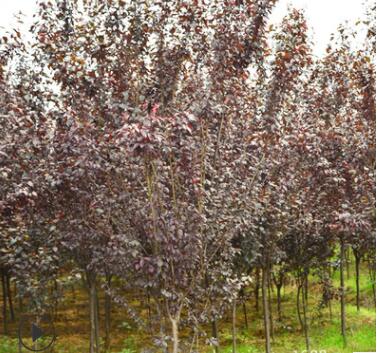 紫叶李批发红叶李树苗紫叶李园林绿化苗木 行道植物 规格齐全图3